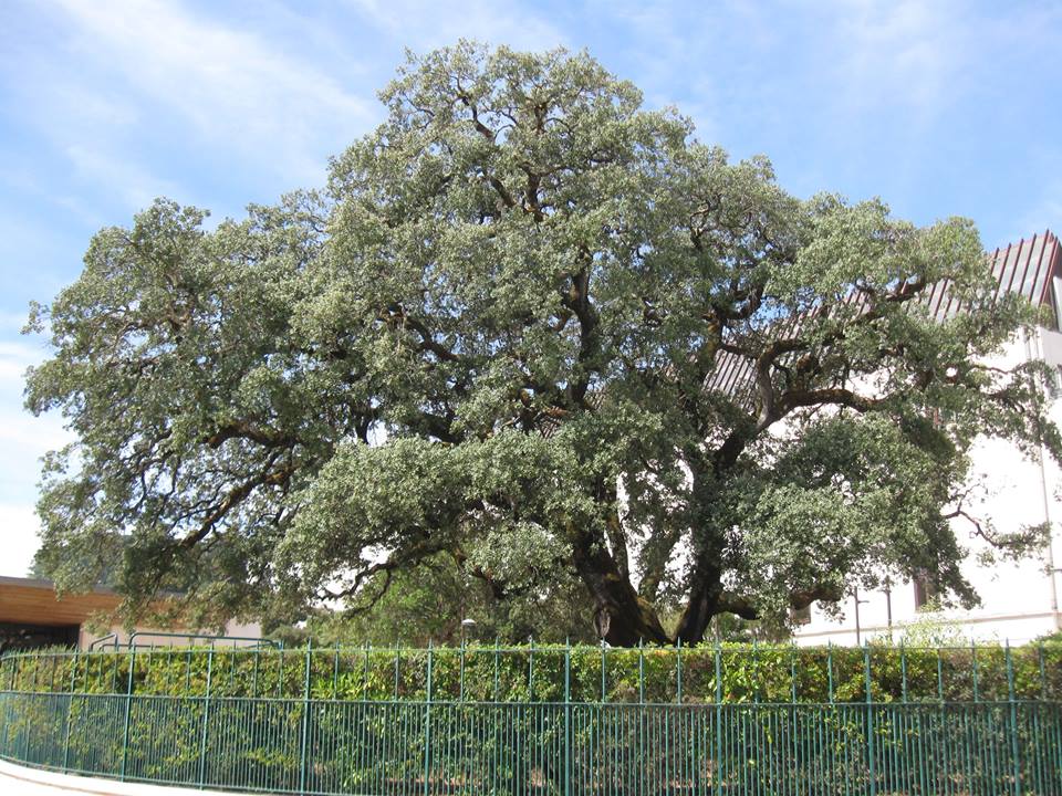 The exact site where Our Lady appeared is where the statue of Our Lady is located in the Chapel of the Apparitions next to this holm oak tree.