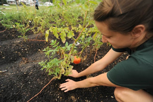 University of Dayton student planting vegetables at Lincoln Hill Garden