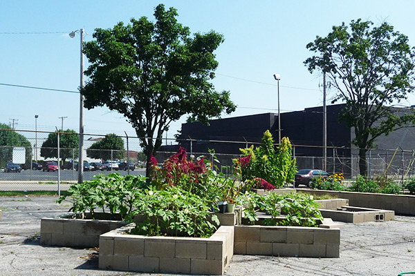 The Foodbank's urban garden in downtown Dayton.