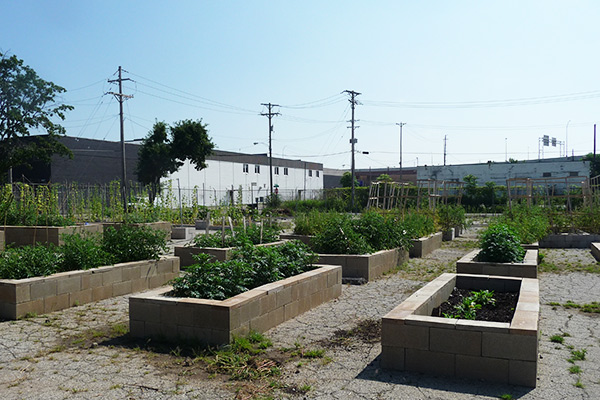 The Foodbank urban garden