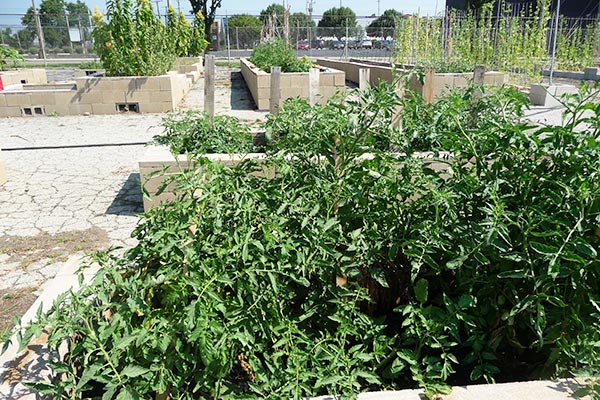 The Foodbank's urban garden in downtown Dayton.