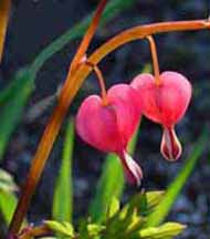 Bleeding Hearts - Symbols of both Jesus and Mary, united in redemptive and coredemptive sacrifice