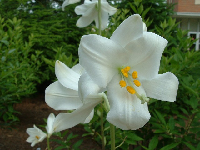photo of the flowers