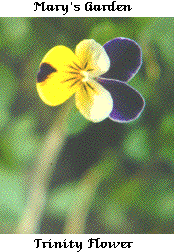 Trinity flower