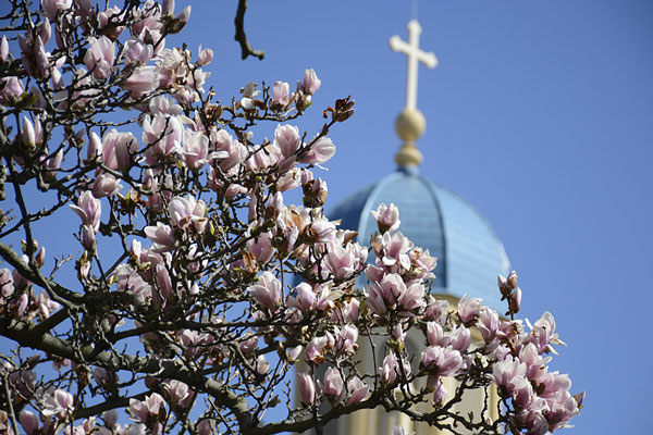 Flower tree and chapel